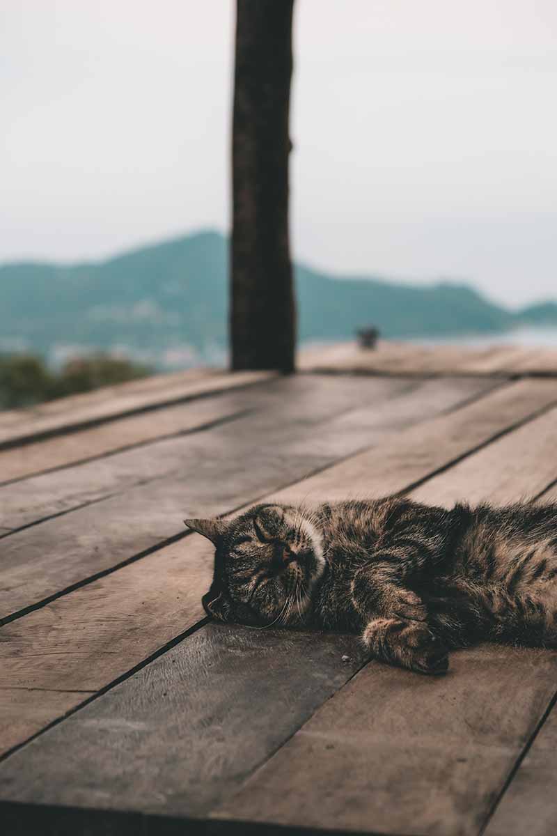A cat sleeping at Summit Viewpoint with the jungle-covered south of Koh Tao in the background