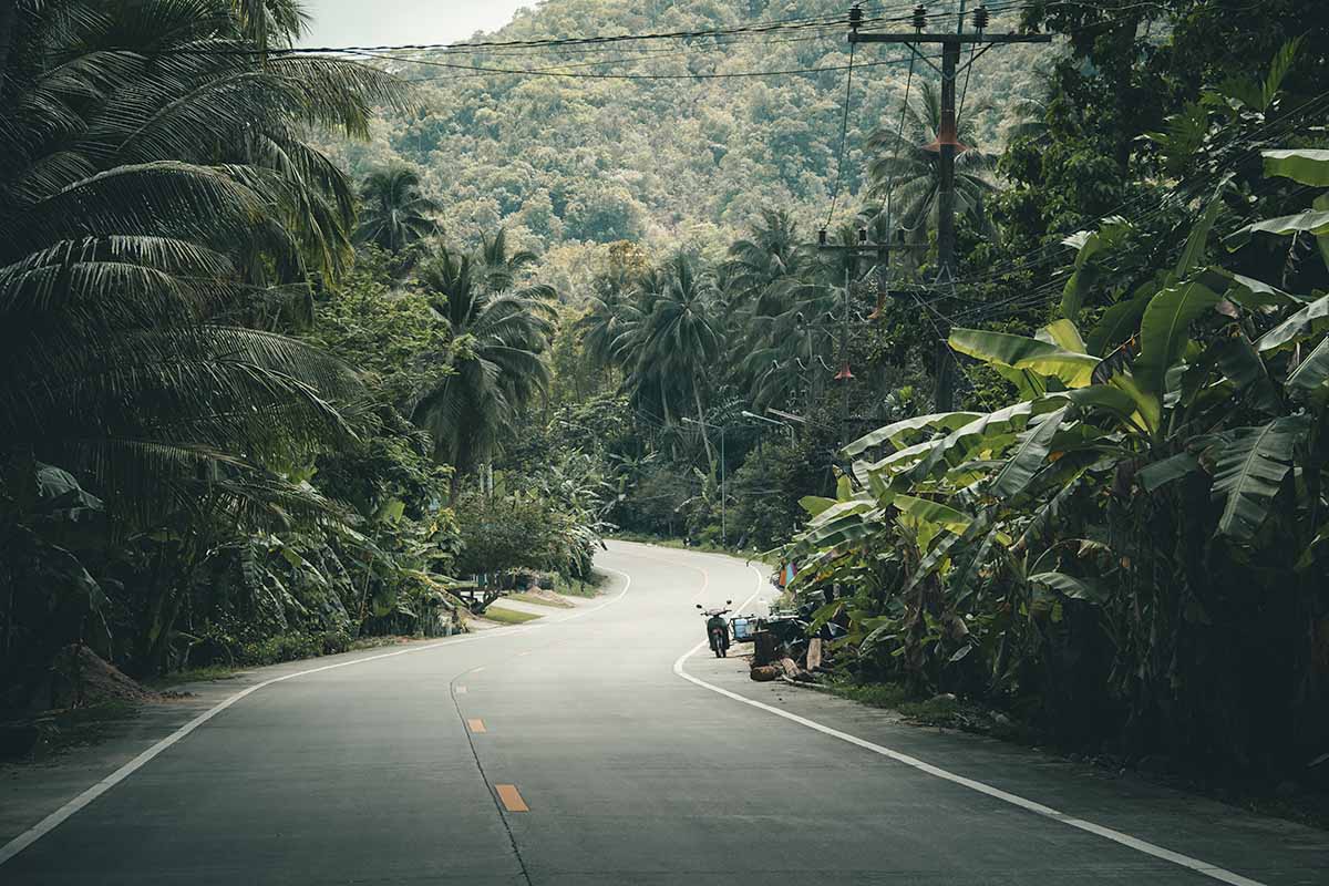 A winding road lined with palm trees and jungle.