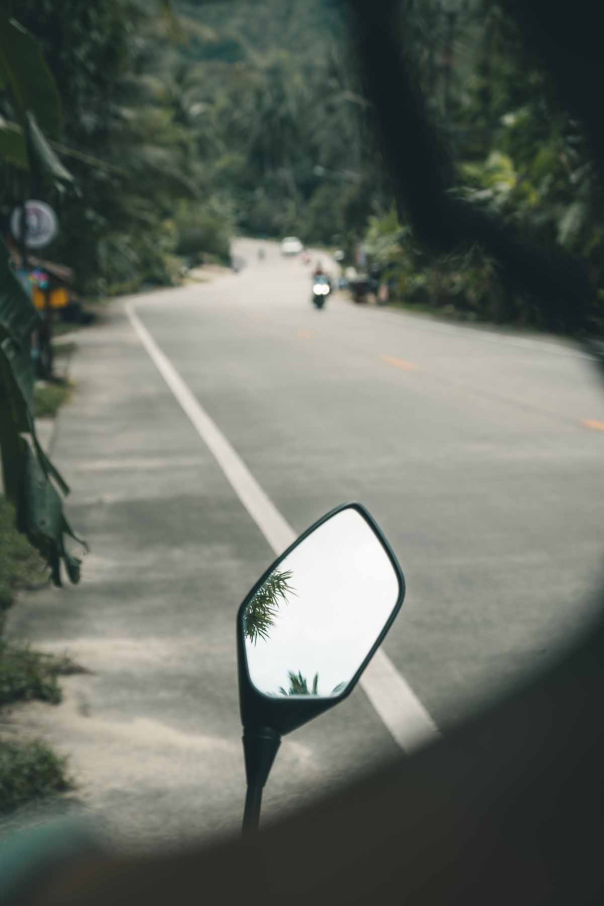 A wing mirror reflecting the edge of two palm trees at the side of a winding road.