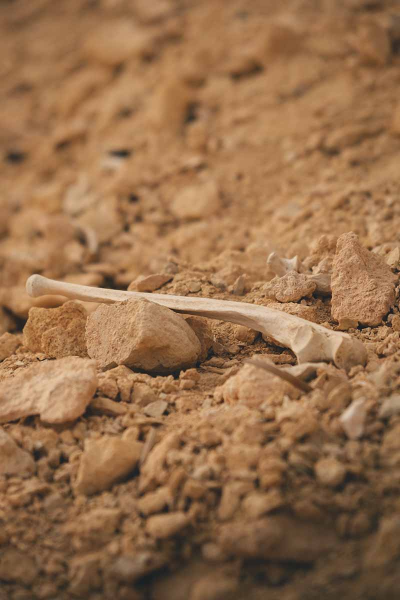 A white bone amongst the rocks at Mountain of the Dead.