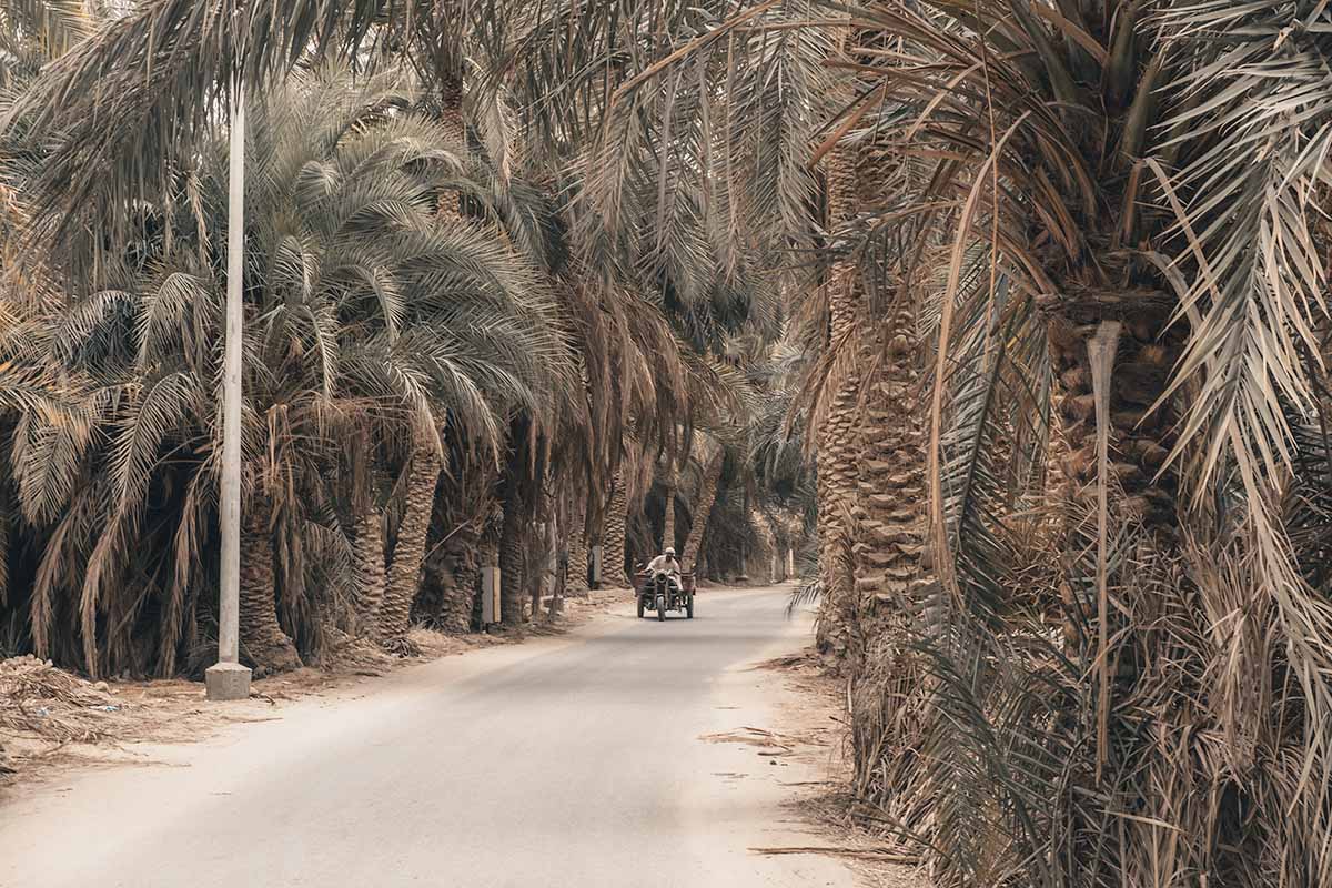 A Berber man driving his tuk tuk along a quiet, flat tarmac road lined with date palm trees.