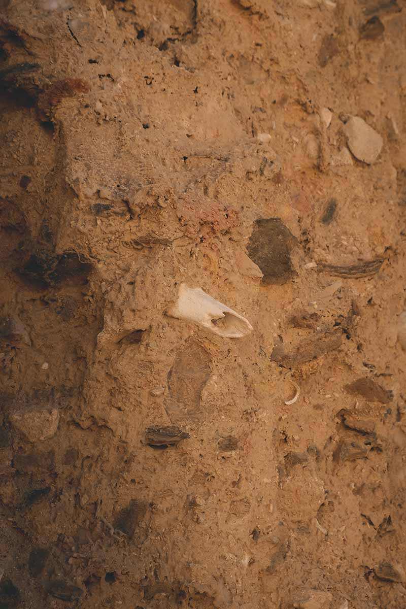 A mixture of bone and stones sticking out of a kershef brick wall.