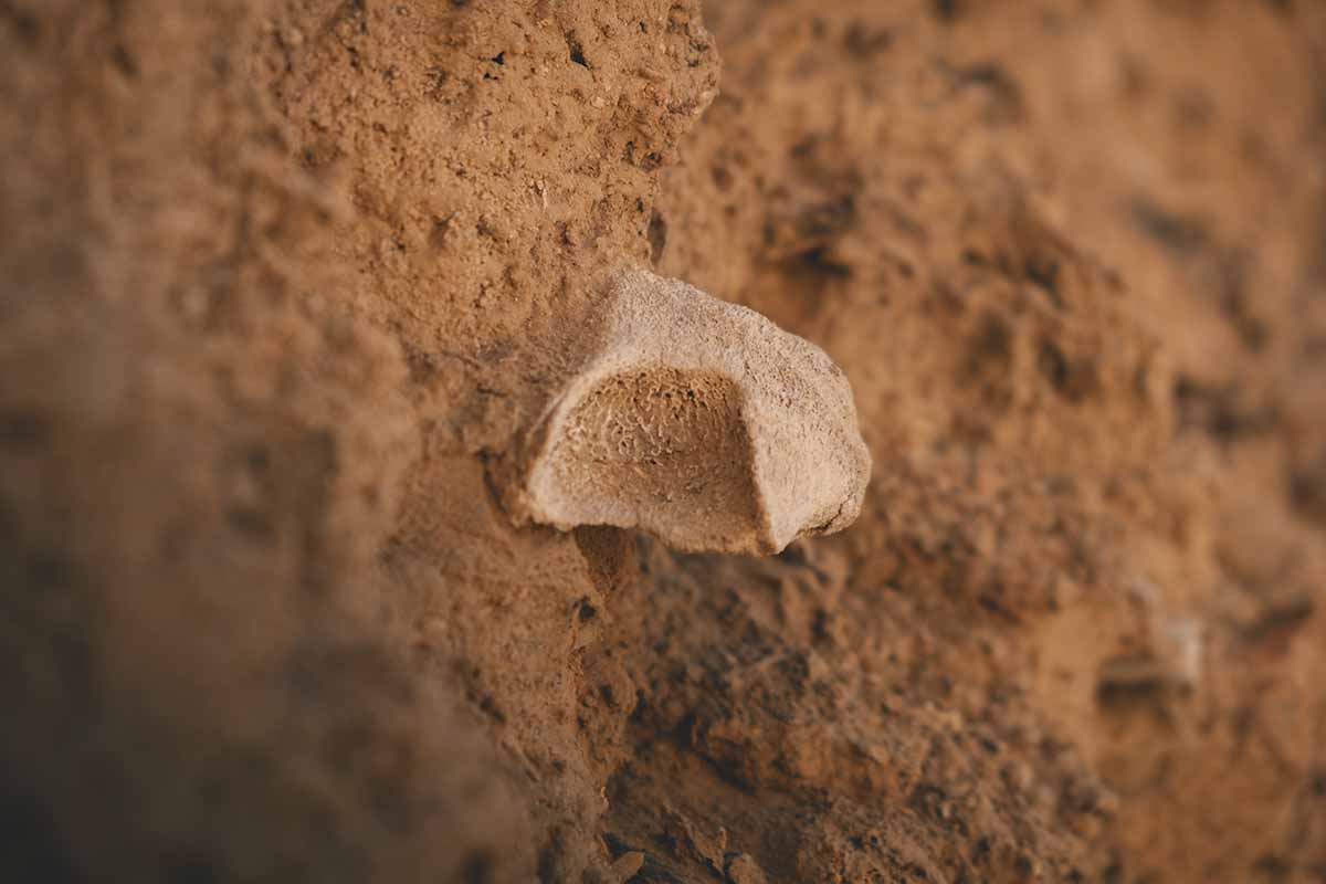 A piece of bone sticking out of kershef brick.