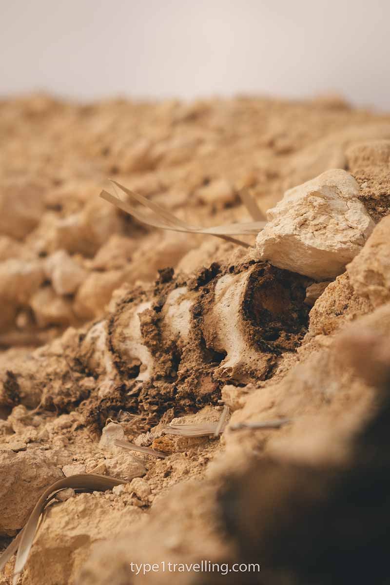 Part of a vertebral column lying amongst rocks.