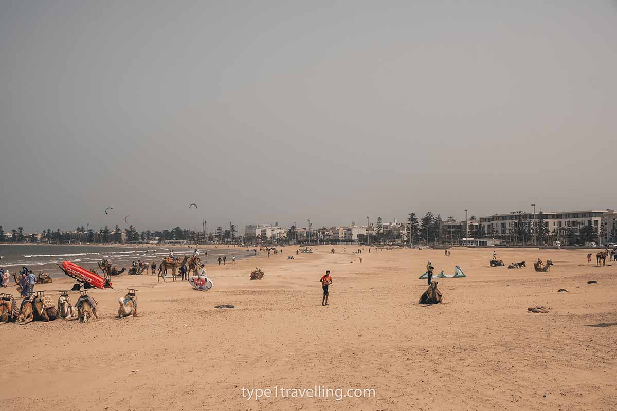plage-tagharte-essaouira Several camels sitting and people walking on Plage Tagharte.