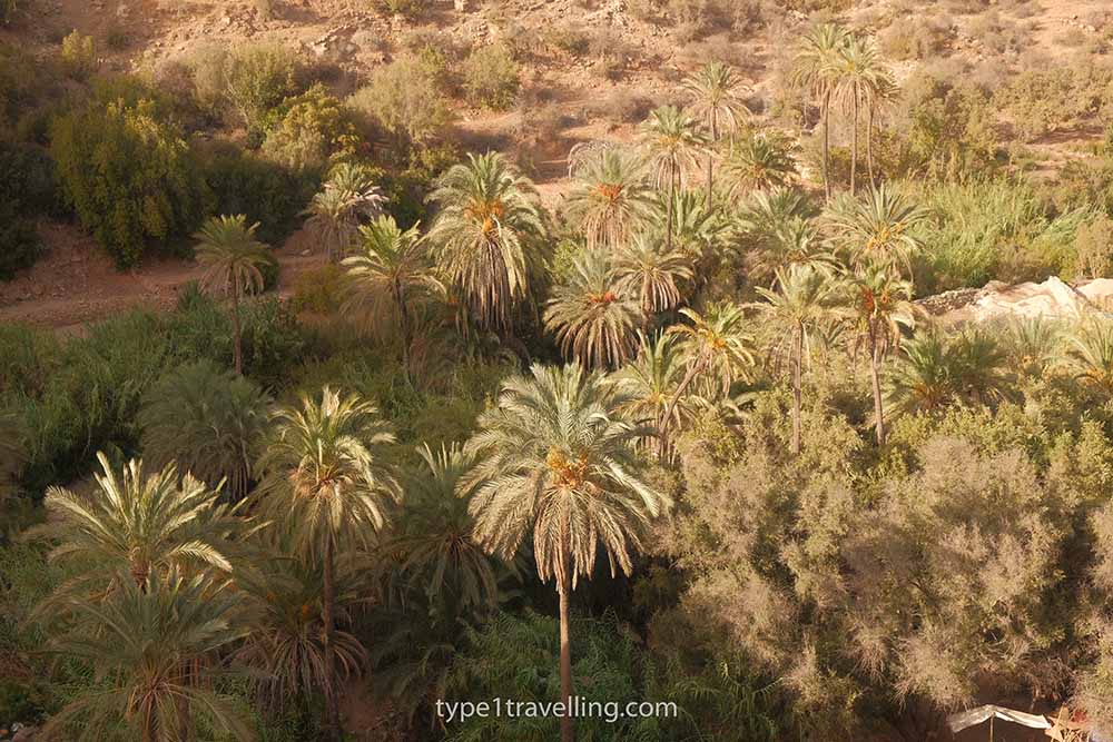 palm-trees-paradise-valley A green landscape with several palm trees rising above the other trees and bushes.